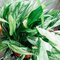 Chinese Evergreen